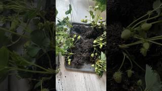 Kako da gajite svoje jagode mesecarke na terasi 