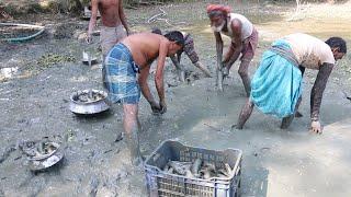 fishing video -  Asian traditional fishing from mud water  by village people