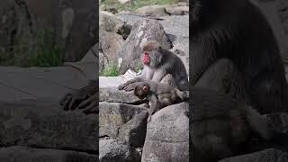 Sweet bon bon baby monkey learning from its nurturing mommy  #shorts #monkey #animals