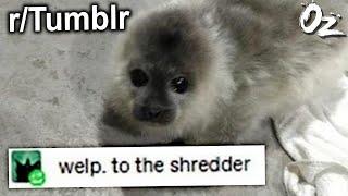 Tumblr Posts For the Shredder rTumblr