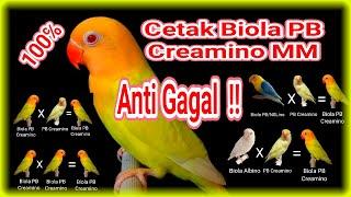 Ini Dia 6 Rekomendasi Pasangan Pencetak Lovebird Biola PB Creamino MM Anti Gagal 100℅ Berhasil