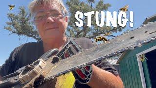 STUNG BY A WASP  OFF-GRID HOMESTEAD