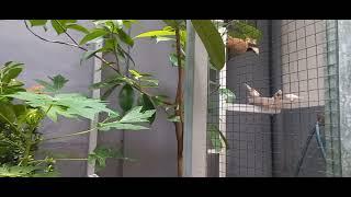 Suasana AVIARY L Belakang rumah..dan apartemen serta Restoran buat BURCIL