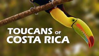 Toucans of Costa Rica 2021