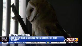 Big Bear Zoo animals find refuge in the desert as smoke from the Line Fire threatens air quality