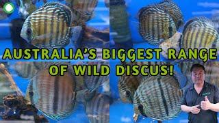 Australias Biggest Range Of Wild Discus  Over 200 Wild Discus In Store