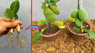 Skill Propagation jackfruit Fruit Make a lot of jackfruit Fruit-how to graft jackfruit