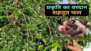 गर्मियों में प्राकृति का वरदान है शहतूत फल शहतूत के फायदे Shahtoot Mulberries  Mulberry Fruit