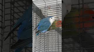 African Lovebirds - Agapornis roseicollis longfeather blue violet #parrot #africanlovebird #bird