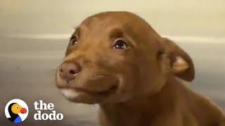 This Adorable Puppy Wouldn’t Stop Smiling in Her Shelter Kennel  The Dodo