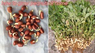 How to grow peanuts in pots at home to harvest after 3 months