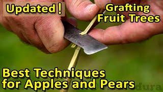 The BEST GRAFTING techniques for APPLES PEARS and other fruit trees  Update