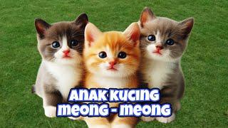 ANAK KUCING MEONG MEONG - kucing anggora - KUCING PERSIA LUCU - LAGU ANAK KUCING  #kucinglucu