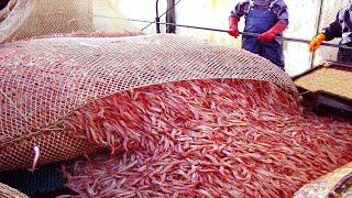 How Are Shrimp Raised and Processed At The Factory  Harvest Millions of Tons of Shrimp