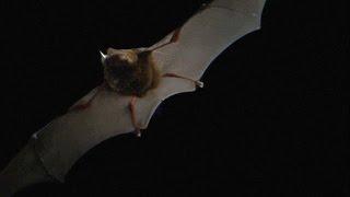 Heres What Bat Echolocation Sounds Like Slowed Down