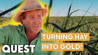 Farmers Harvest Hay In The Outback To Make A Massive Profit  Outback Farm