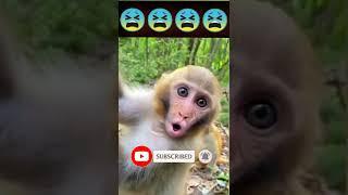 Baby Monkey Sounds Cute Video #shorts #viral