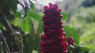 EXPLORE SUAKA ELANG GUNUNG SALAK