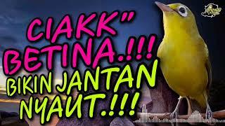 Ciak Ciak Kecial Kuning BETINA Ampuh Bikin Jantan Cepat NYAUT‼️ PEPADU KECIAL