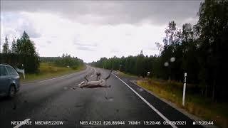 Car and reindeer collision graphic content