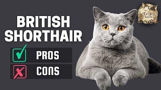 British Shorthair Cat The Pros & Cons of Owning One