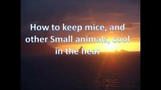 How to keep mice and other small animals cool in the heat