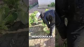 Mananam sayur di celah batu bata #shorts