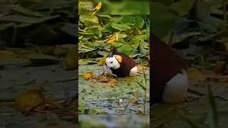 Pheasant-tailed jacana Looking after babies  Mother baby bond #shorts #viral