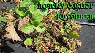 Почему сохнут кусты клубники