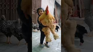 Worlds Biggest Chicken   #chicken #birds #rooster