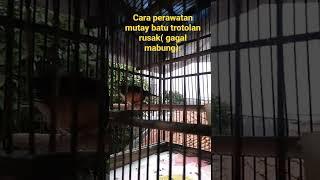 burung muray batu gagal mabung.