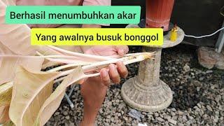 Berhasil menumbuhkan akar yang awalnya busuk bonggol #aglaonema #semiaglao #aglo