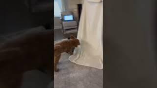 Man did a front flip #funny #funnydogs #goldendoodle ￼#frontflip