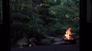 Peaceful View of Japanese Garden with Relaxing Fire Bowl and Bird Sounds Quarantine TV