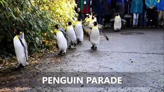 Pinguin Parade Zoo Zurich  Sally Dee Video Production