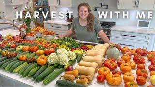 HUGE Garden Harvest