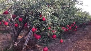 Pomegranate farming in Israel