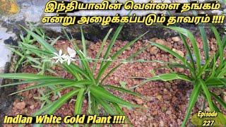 இந்தியாவின் வெள்ளை தங்கம் என்று அழைக்கப்படும் தாவரம்  Indian white gold Plant  musli Plant #முஸ்லி