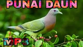 Suara Pikat Burung Punai MP3  Masteran Burung Punai  Punai Daun