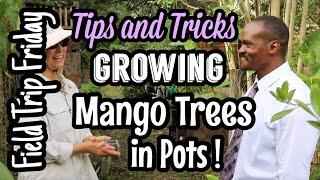 Field Trip Friday- The Orlando Gardeners Tips and Tricks for Growing Mango Trees in Pots