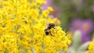 Neonicotinoids The New DDT?