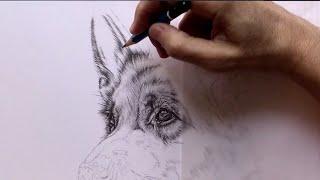 How to Draw a Realistic Dogs Ear - Real Time Tutorial