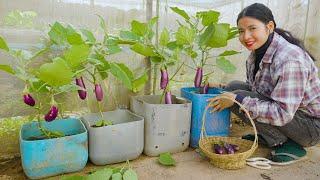 Easy Way To Grow eggplant at home with many fruits and high yield