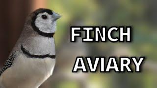 Mixed  Aviary Finches