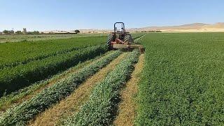 برداشت یونجه harvest Alfalfa