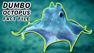 Dumbo Octopus Facts the CUTEST OCTOPUS  Animal Fact Files