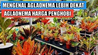 Aglaonema harga penghobi mengenal aglaonema lebih dekat