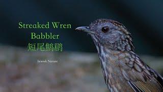 Streaked Wren Babbler making call .. 短尾鹪鹛  叫不停啊