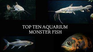 Top 10 Aquarium monster fish