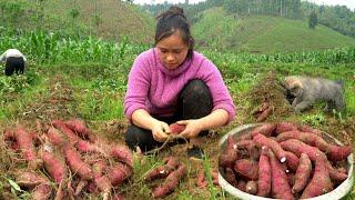 Harvesting Sweet Potato Garden goes to the market sell  Lý Thị Ca